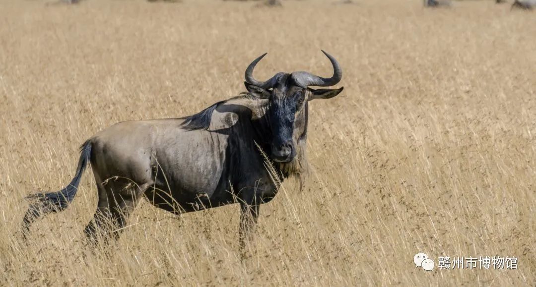 1670982347106941.jpg 640 (7).jpg